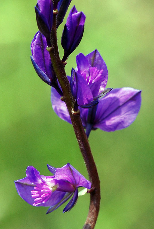 Fiori monte Summano - Polygala sp.